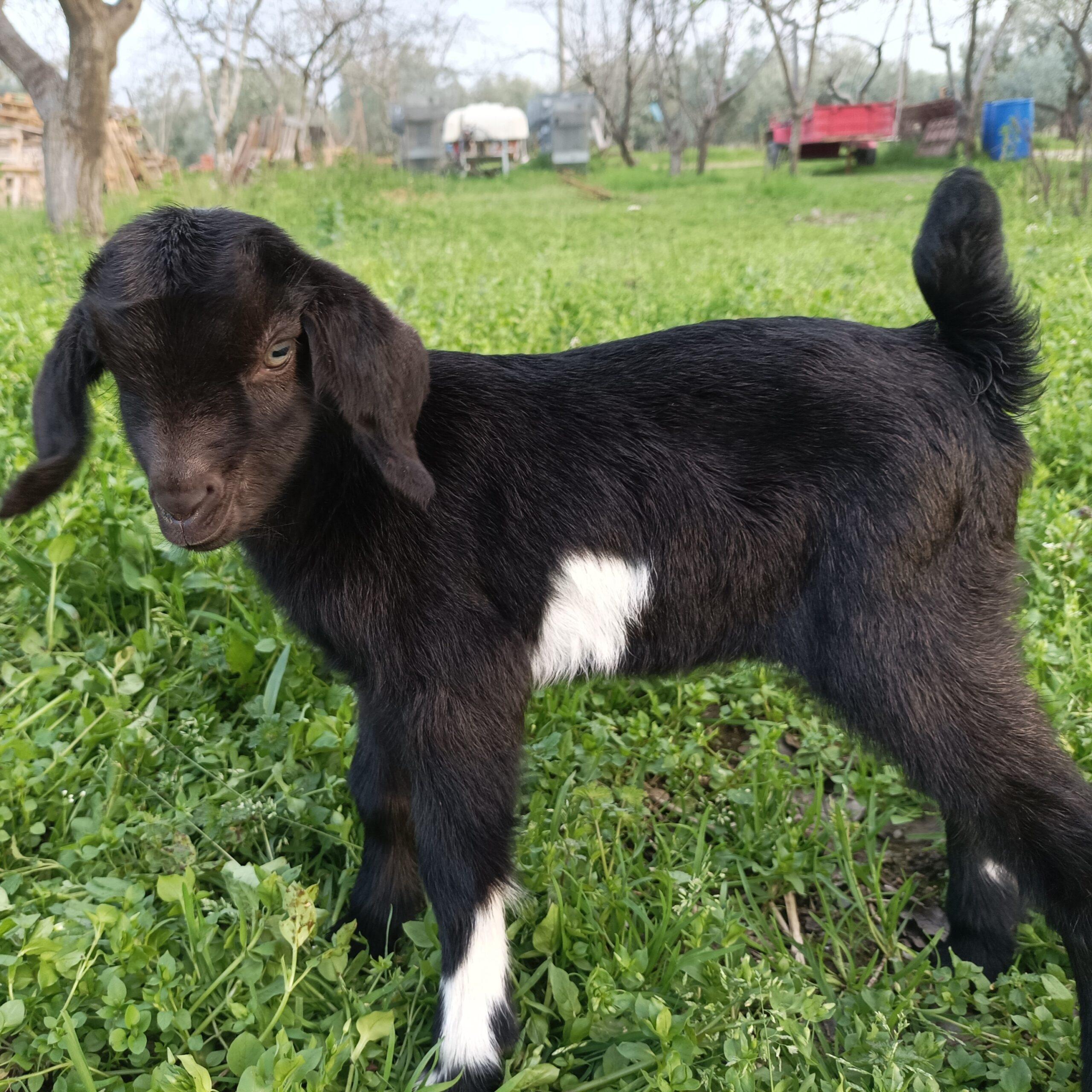 Neky Farm’da bebek keçi