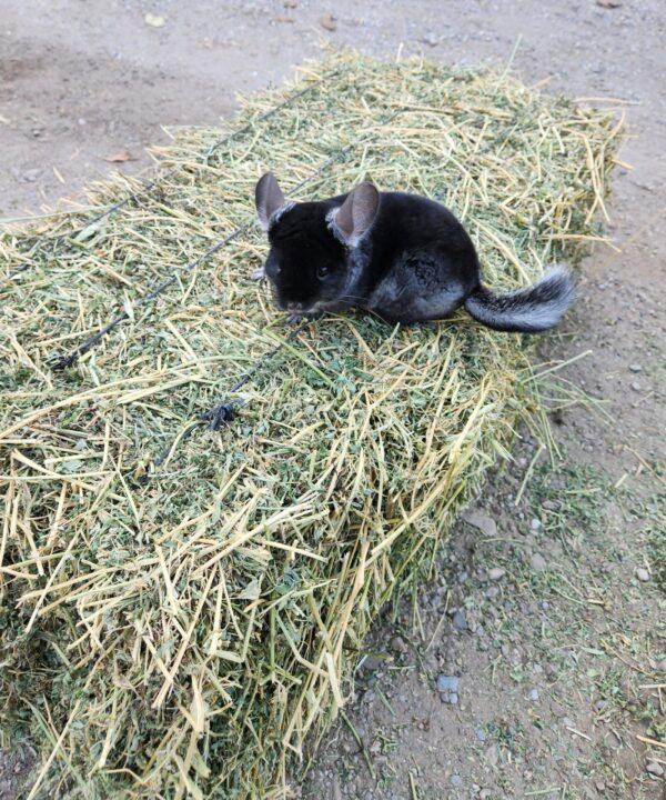 Yonca samanı balyasının üzerinde oturan siyah çinçilla (black velvet chinchilla)