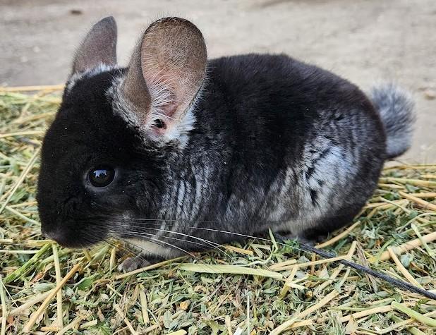 Siyah tonda, parlak tüyleriyle Black Velvet çinçilla (chinchilla)