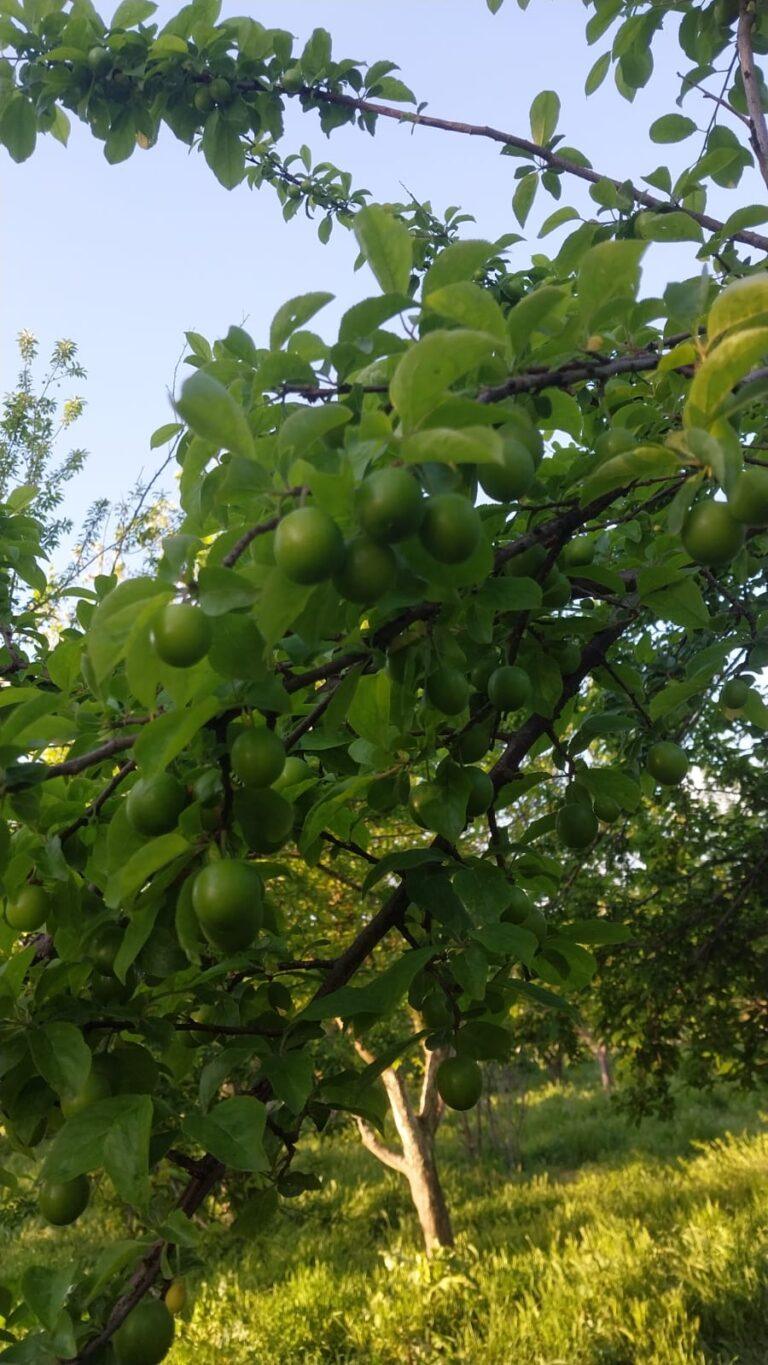 Neky Garden bahçesinde dalında olgunlaşan papaz erikleri