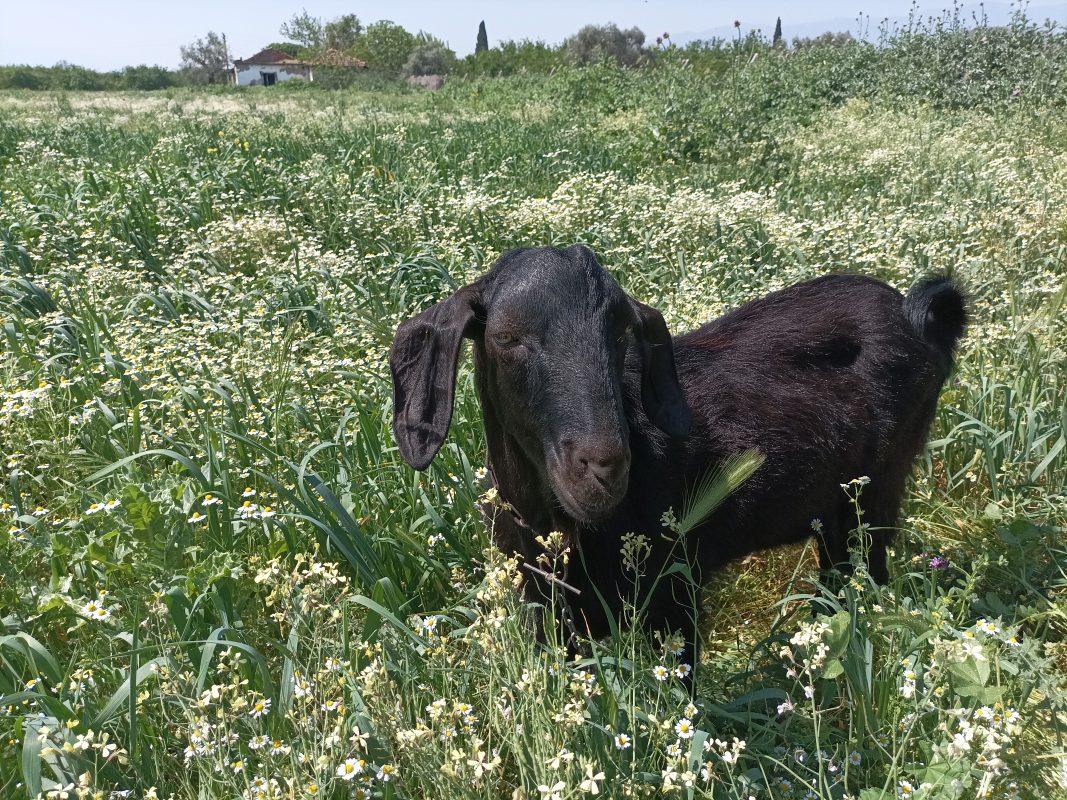 Neky Farm arazisinde çiçekli çayırda otlayan keçi, arkada köy evleri